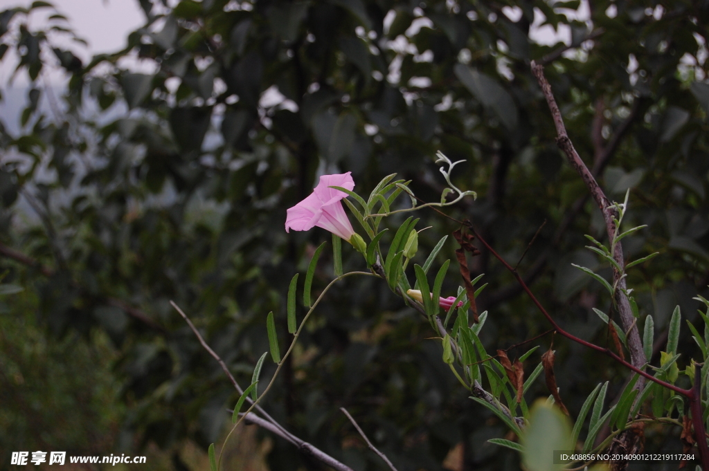 牵牛花
