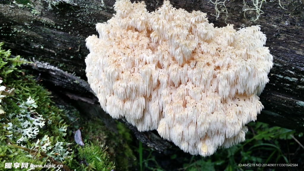 刷把菌