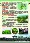 腊梅园 旅游景区 宣传