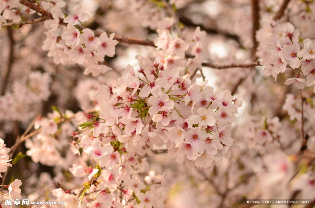 樱花