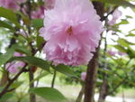 花朵