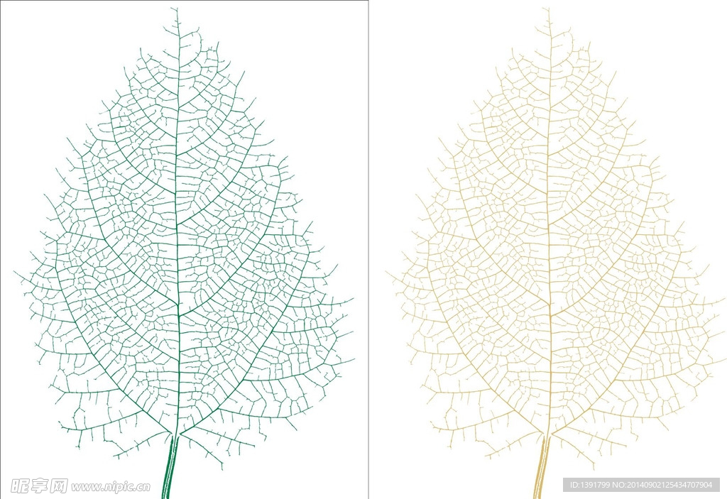 树叶脉络