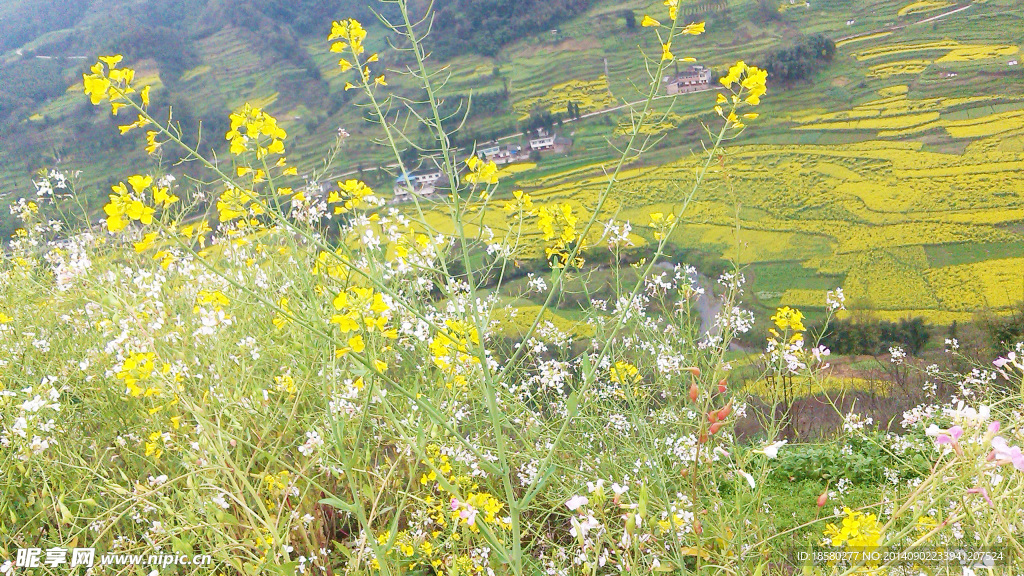 桃花山