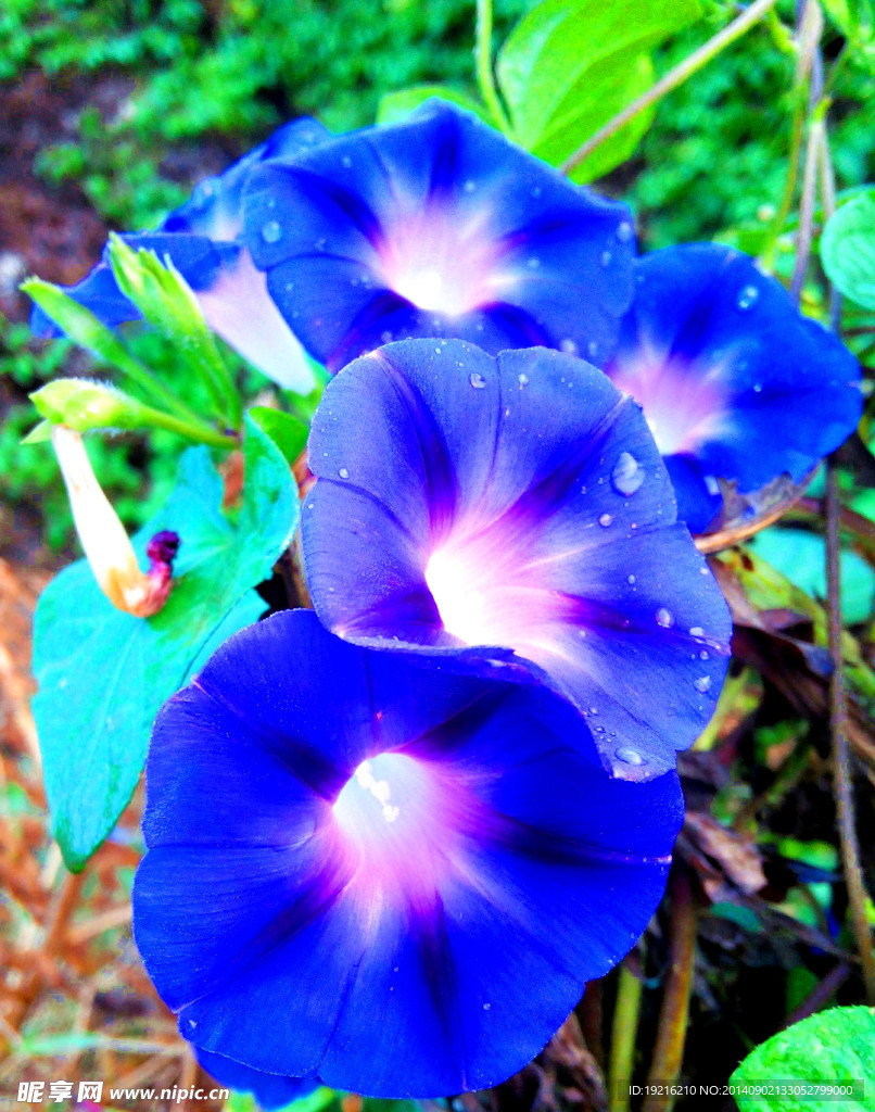 牵牛花