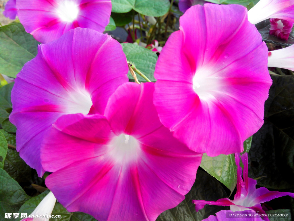 牵牛花