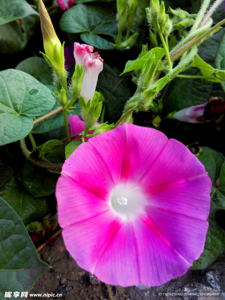 牵牛花