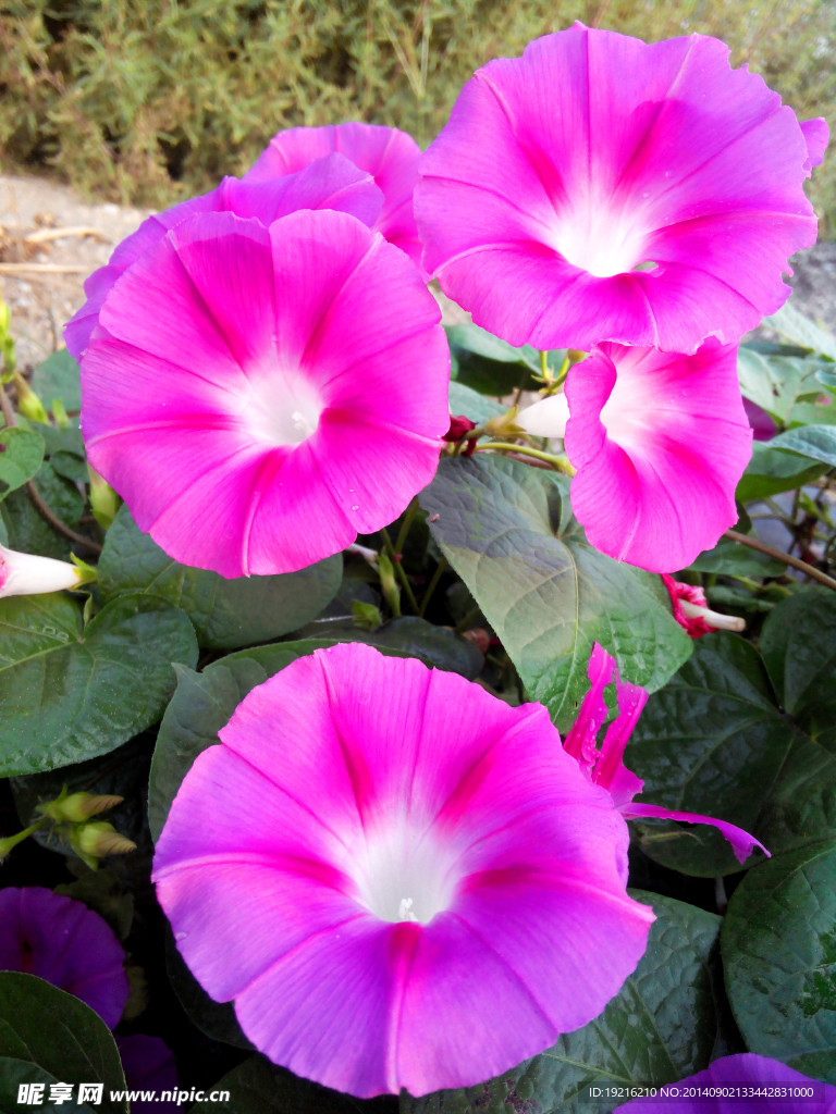牵牛花
