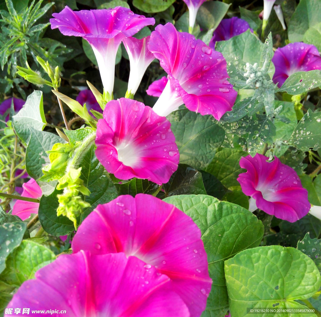 牵牛花