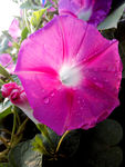 牵牛花