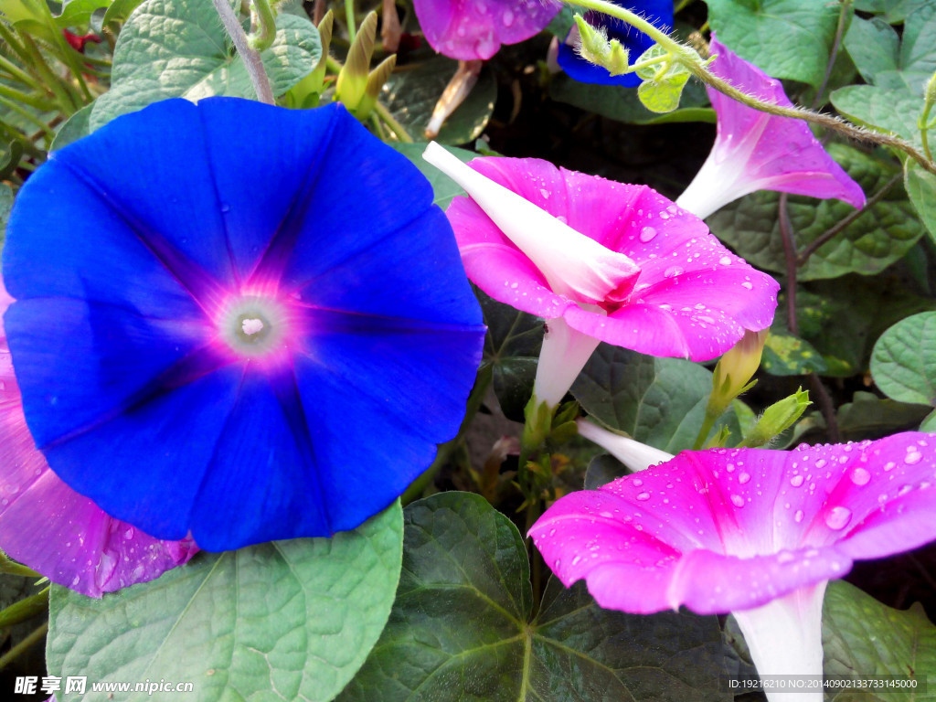 牵牛花