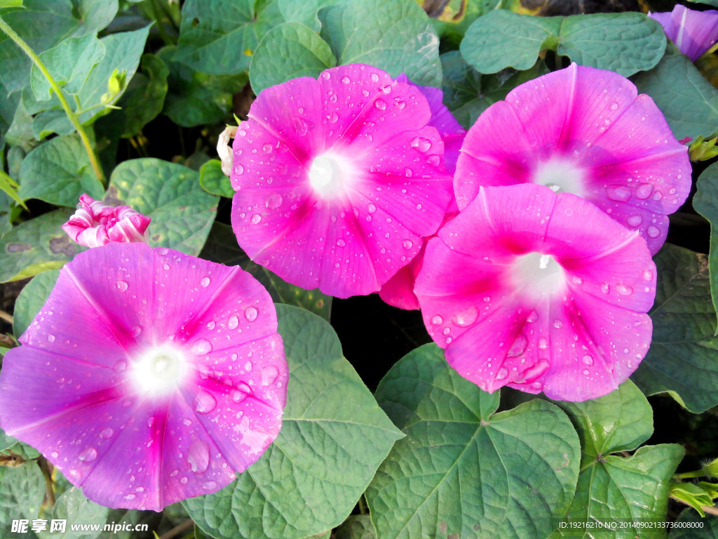 牵牛花