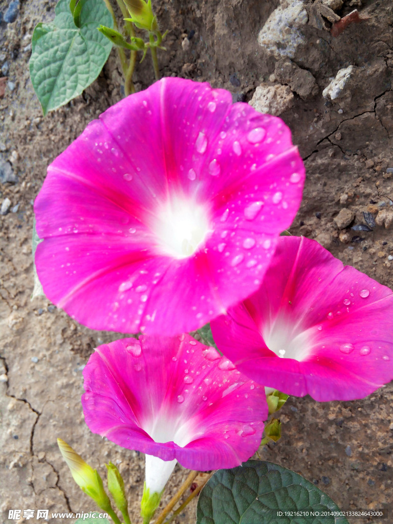 牵牛花