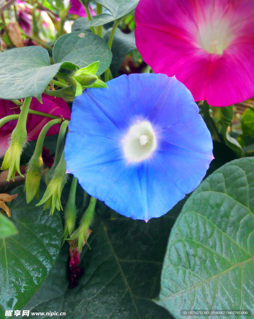 牵牛花
