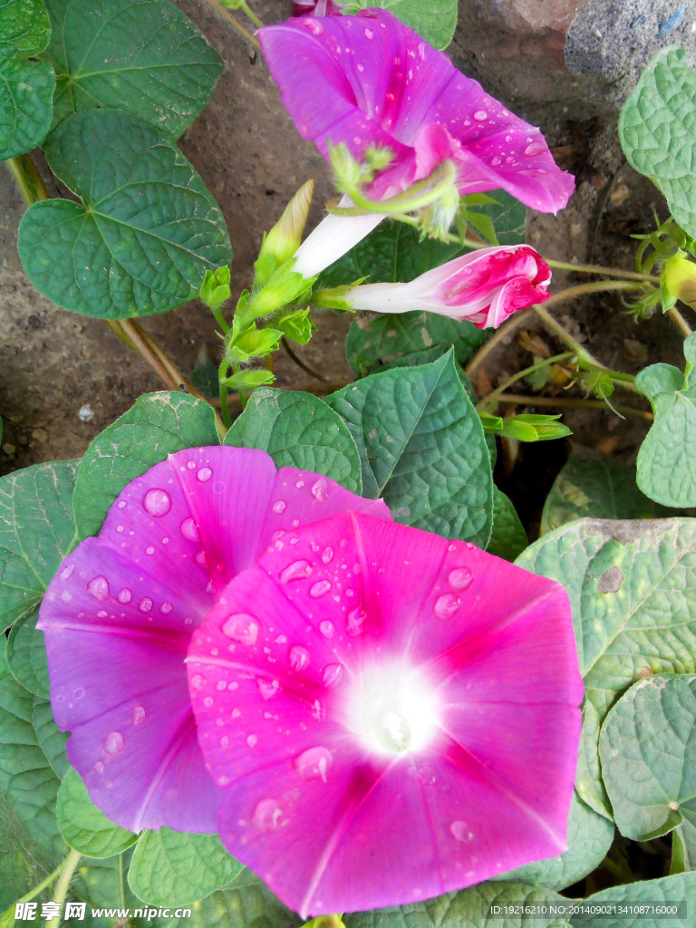 牵牛花
