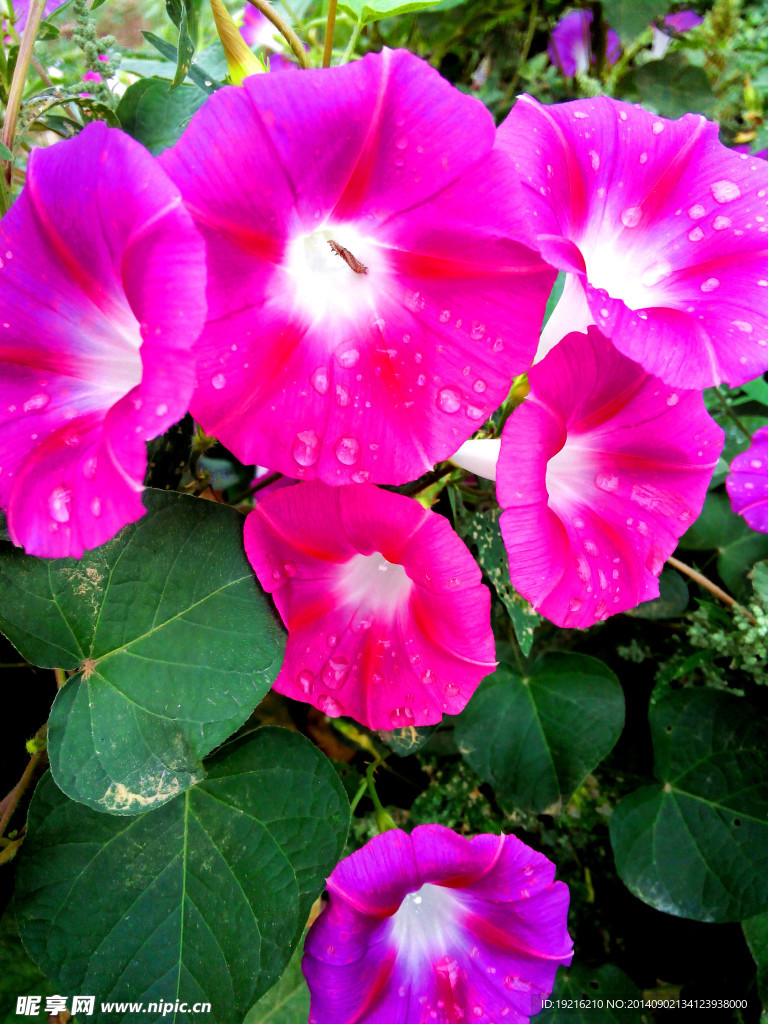 牵牛花