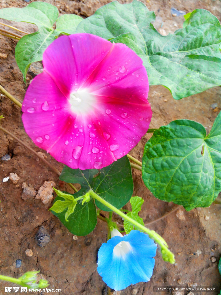 牵牛花