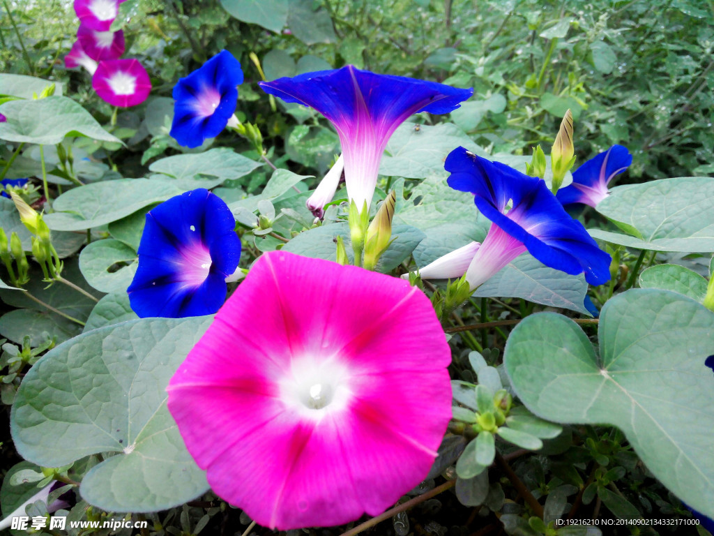 牵牛花