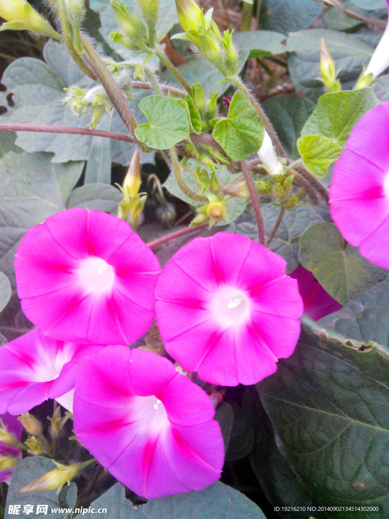 牵牛花