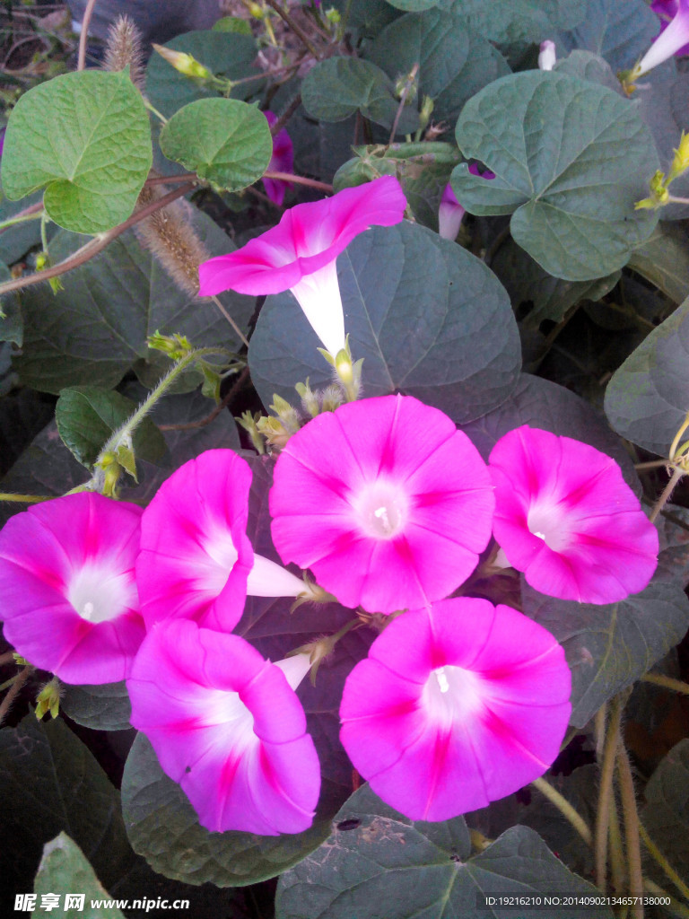 牵牛花