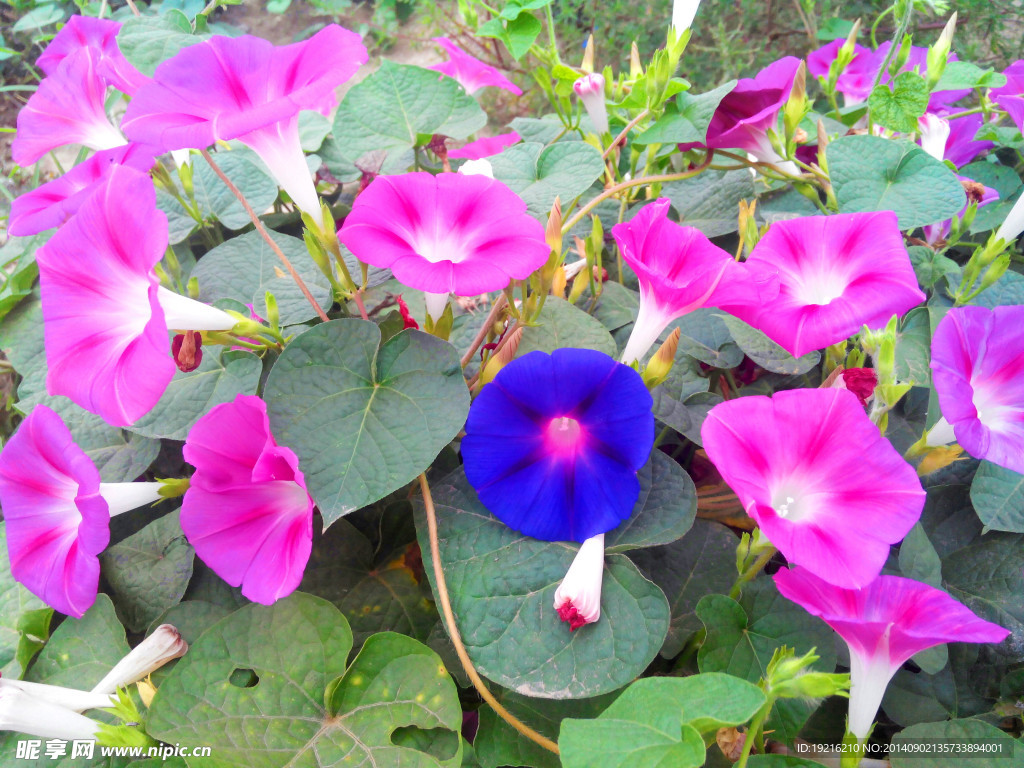 牵牛花