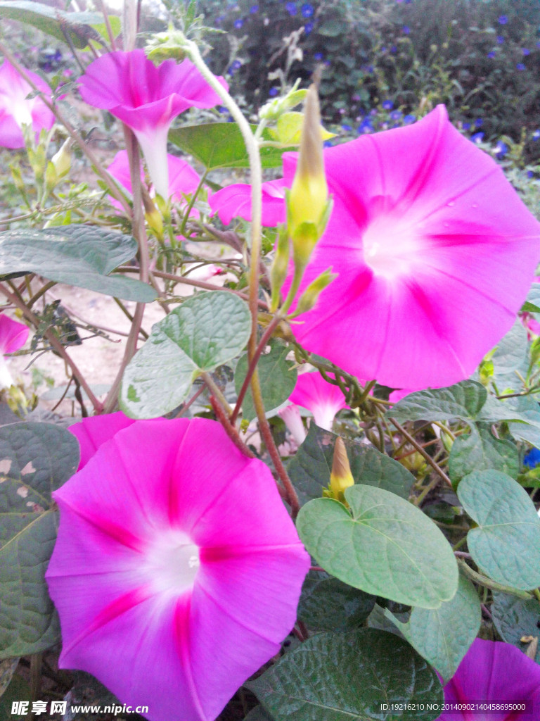 牵牛花