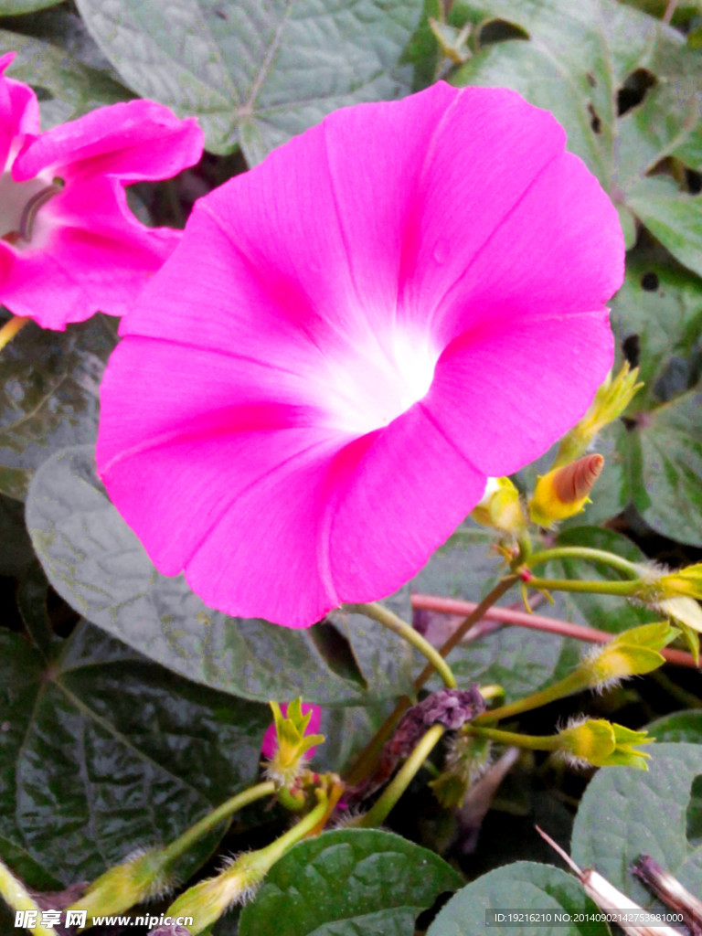 牵牛花