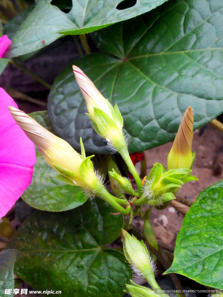 牵牛花