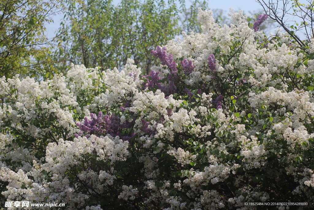 丁香花