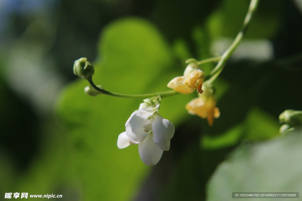 小花
