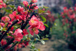 红梅  梅花  高清壁纸