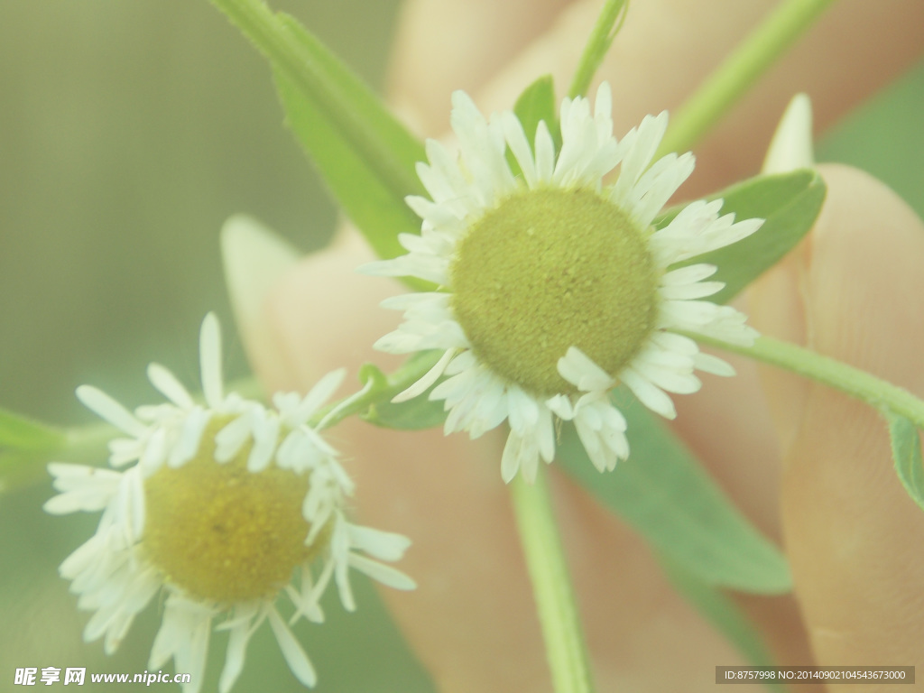 白色野菊花