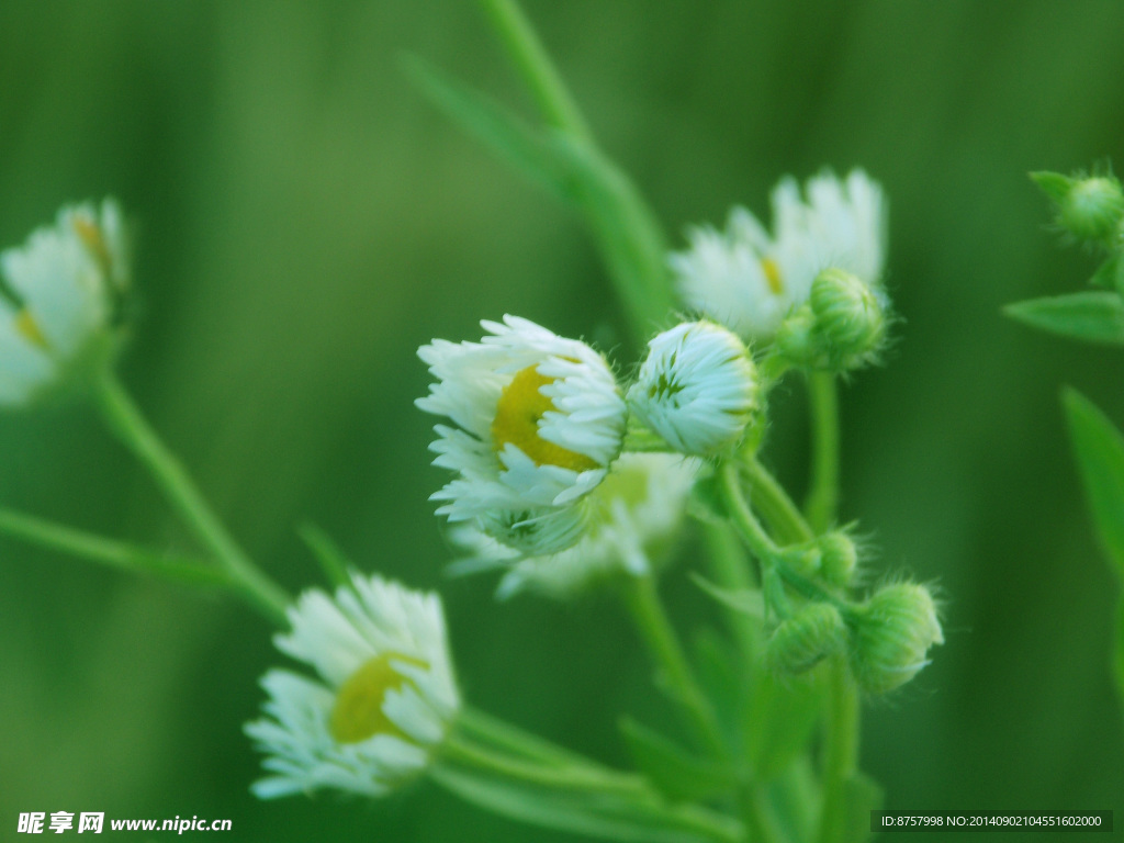 白色野菊花