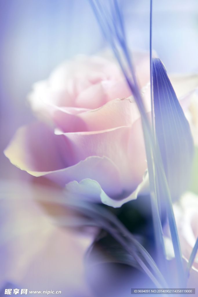 玫瑰花