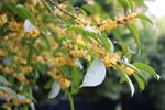 桂花
