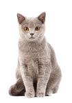 宠物猫