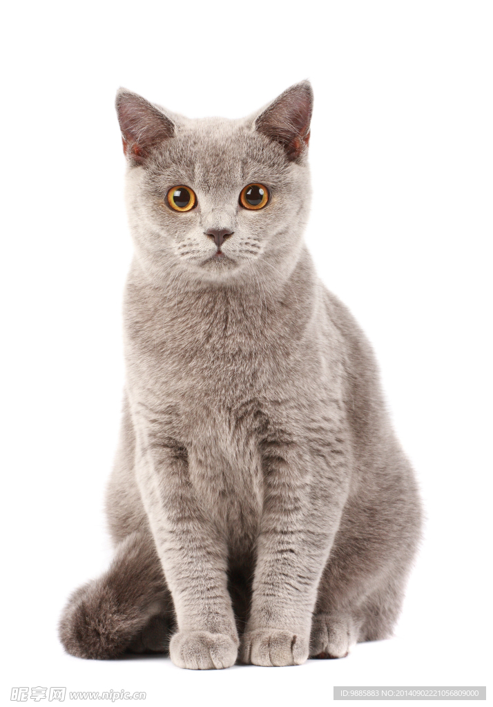 宠物猫
