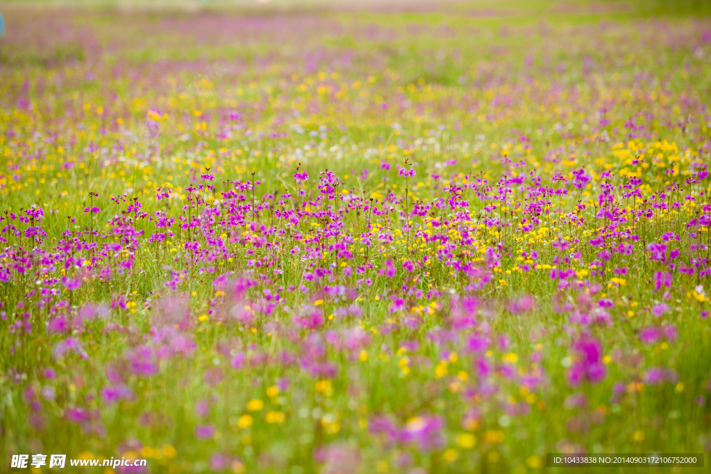 花海