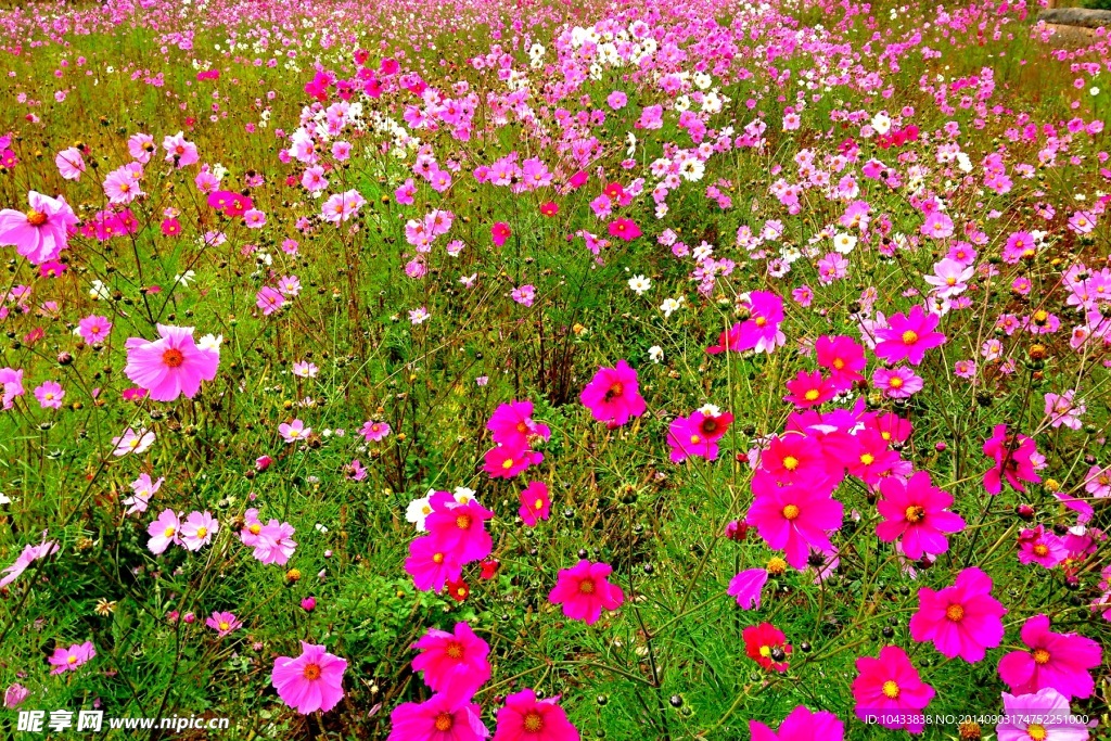 花季