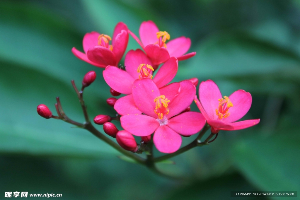 唯美杜鹃花