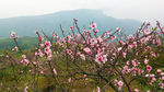 桃花山桃花