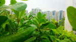 建筑植物