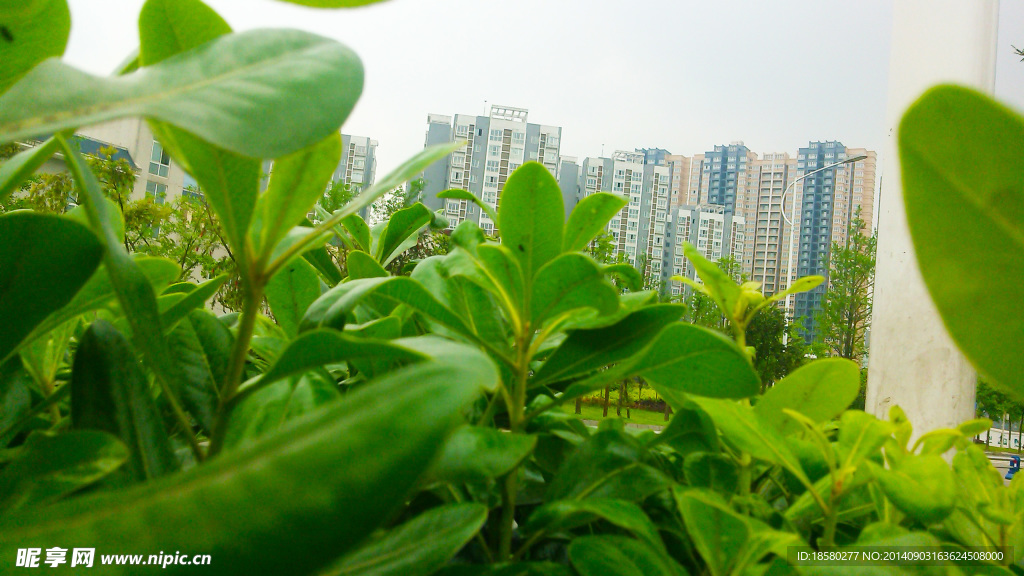 建筑植物