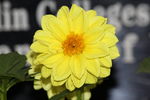 黄色花朵大丽花