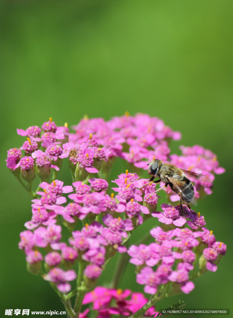 花朵蜜蜂