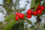 车厘子 大樱桃 cherry