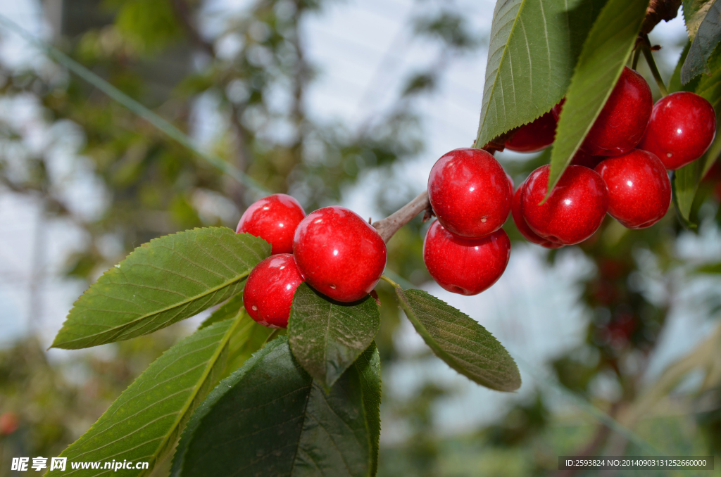 车厘子 大樱桃 cherry