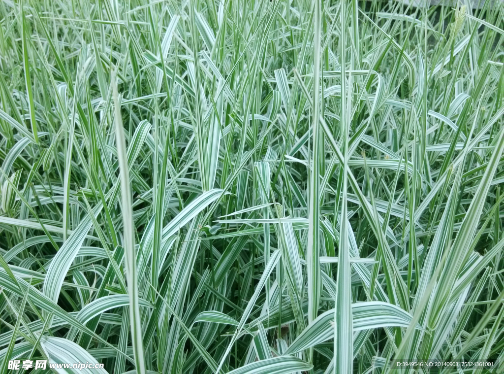 草地