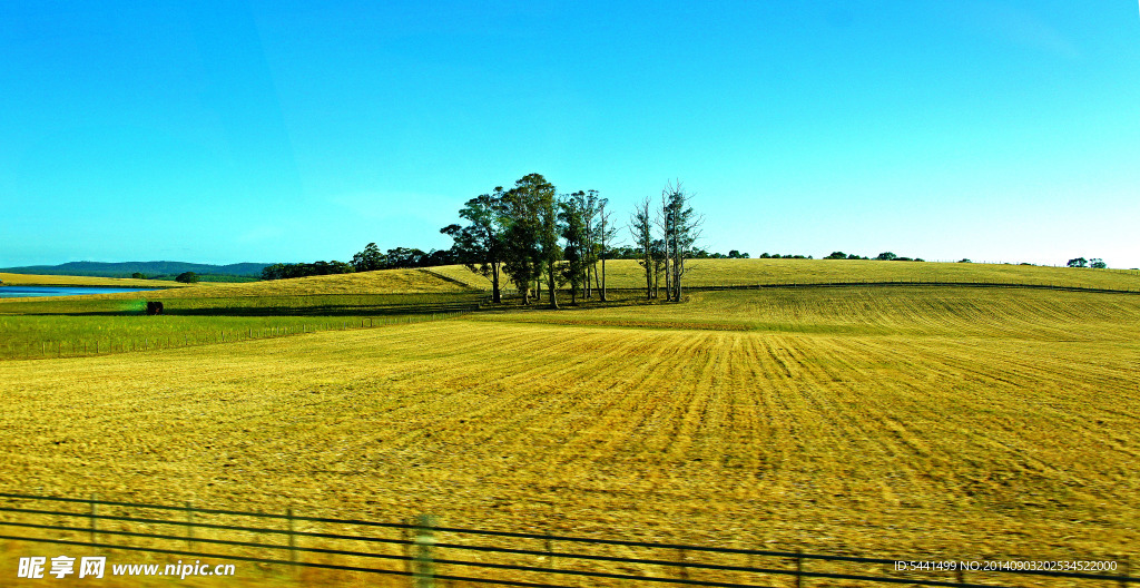 澳洲 塔斯马尼亚 草原
