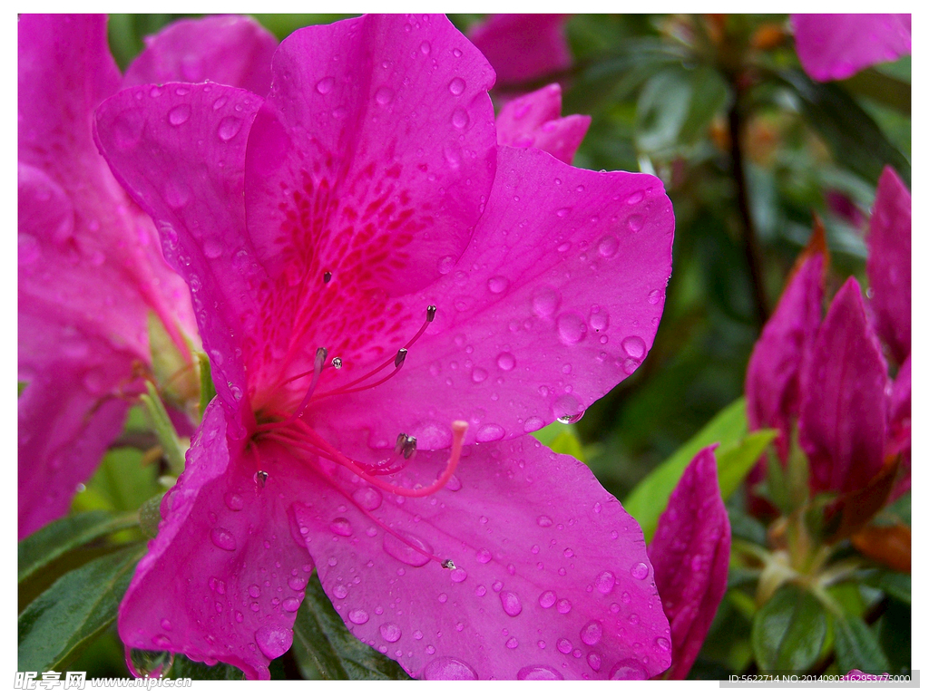 花