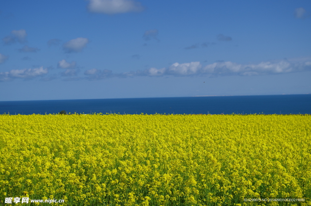 青海湖油菜花